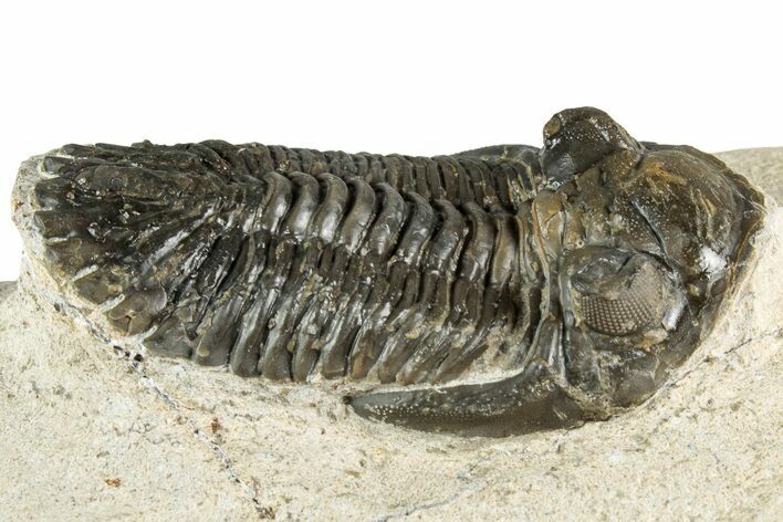 Detailed Hollardops Trilobite Fossil - Ofaten, Morocco #351265